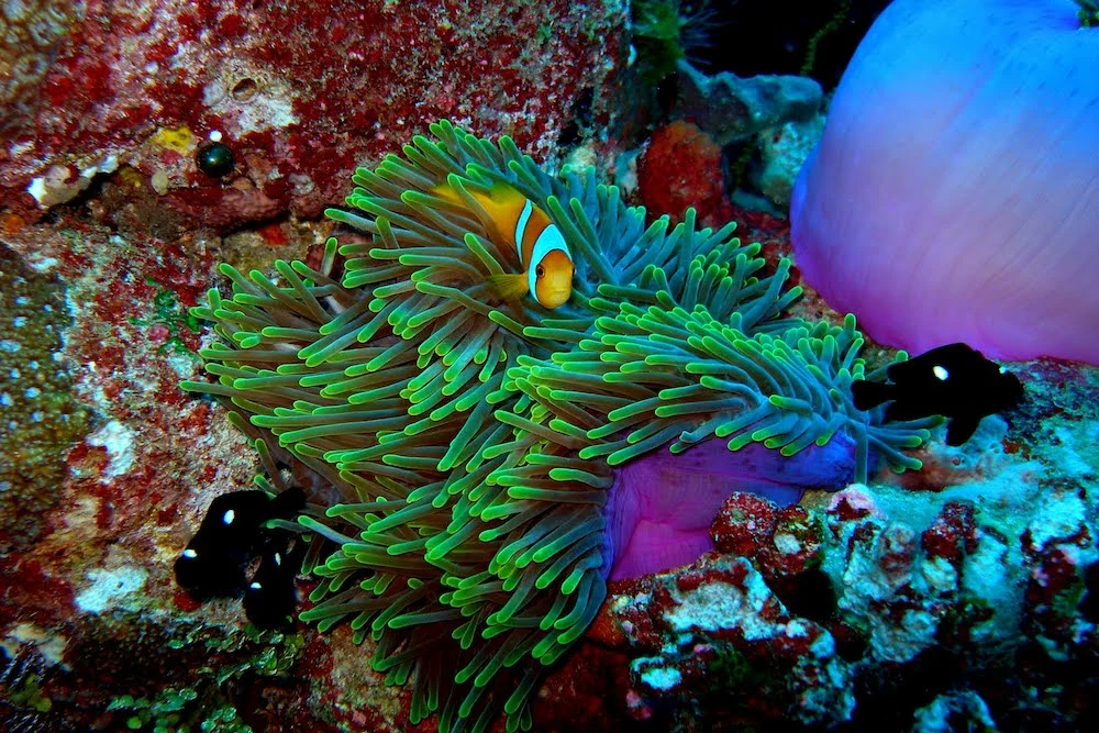 array of colorful fish hiding in marine plants
