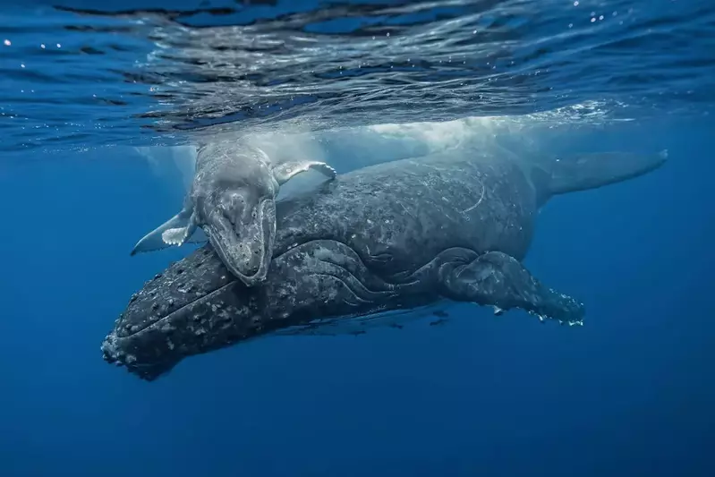 two whales huddling together in the open ocean