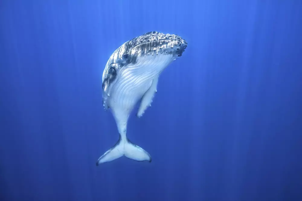 whale standing upright in the ocean