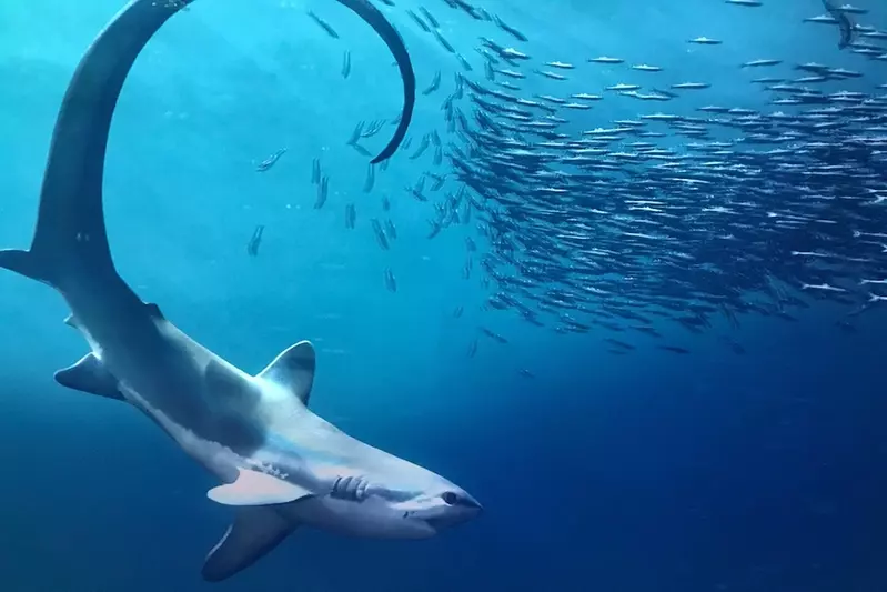 shark flapping tail scurrying a school of fish