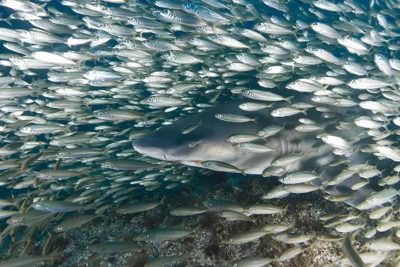 shark swimming among a large group of fish