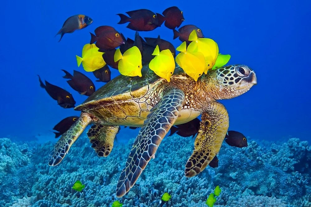 sea turtle swimming under a group of colorful fish