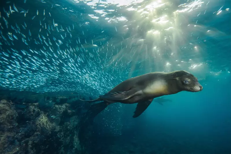 sealion swimming past a school of fish in the ocean
