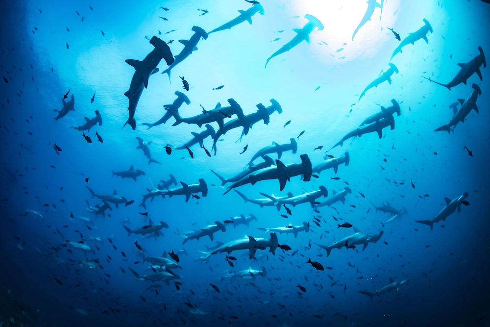 hammerhead sharks swimming through the ocean