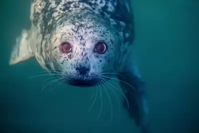 sea lion swimming into view with dark eyes