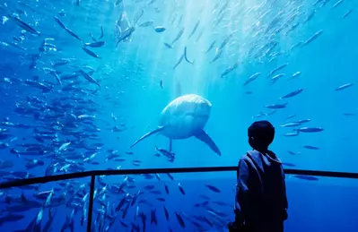kid face to face with a shark